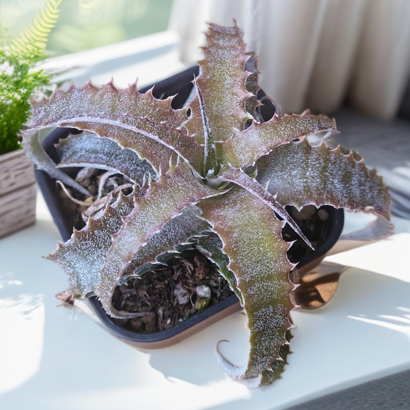 耐热耐旱 沙漠凤梨成株苗11cm+ 潮流植物盆栽