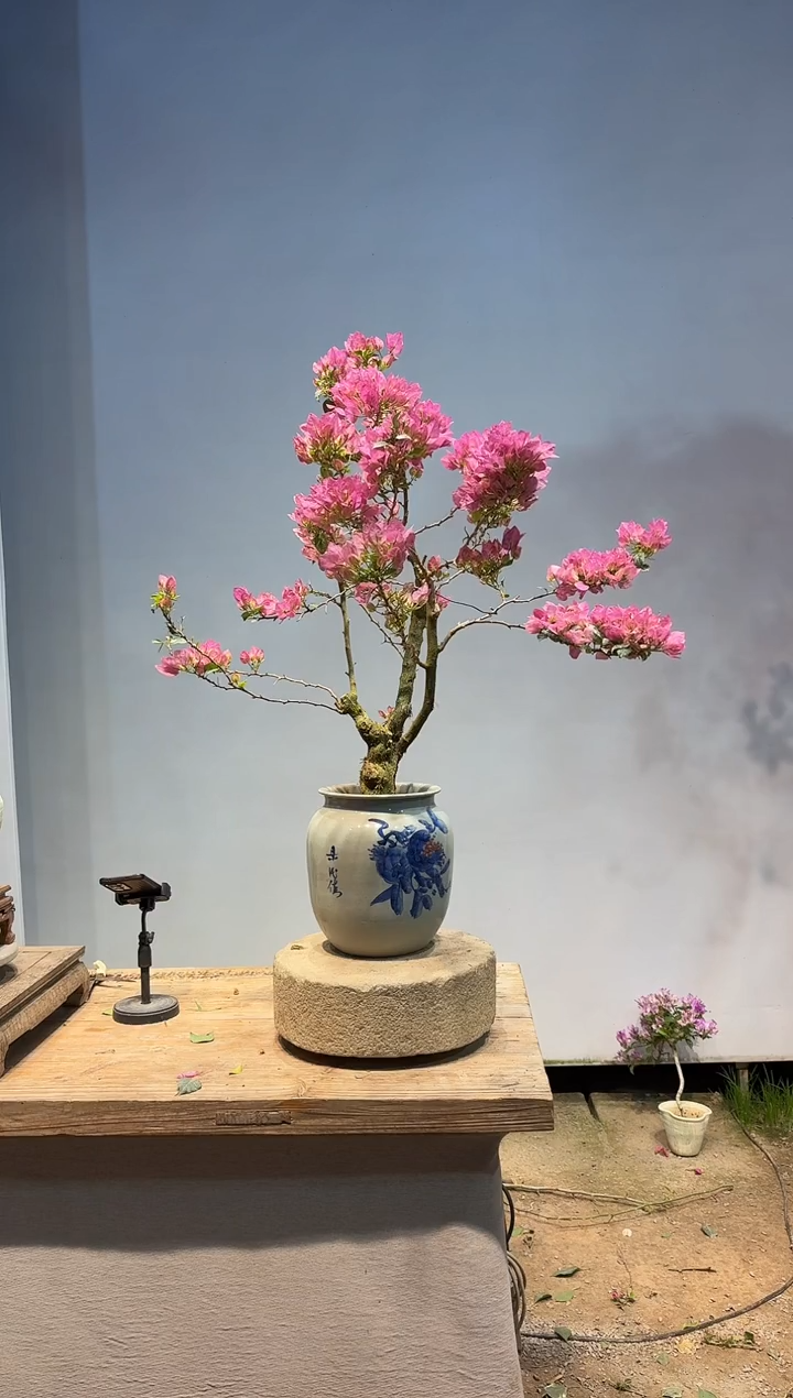 以实际为准三角梅74