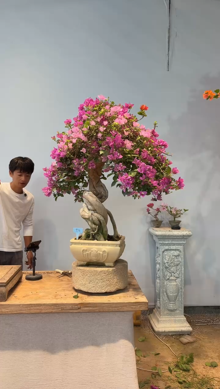 全部花朵盆****性三角梅74