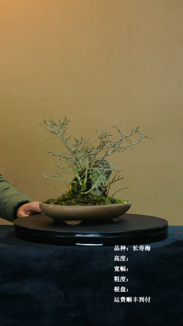 【闪购商品】1长寿梅