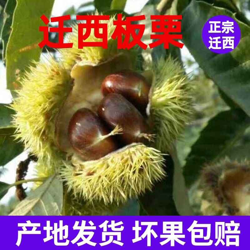 迁西迁西板栗生新鲜栗子产地直发/3/5斤炒货同款河北小油栗