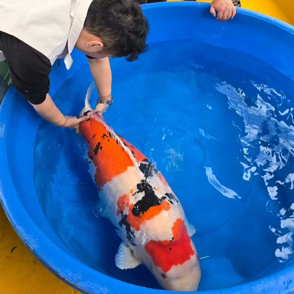 ⑥黄色601-700专拍锦鲤包邮包活