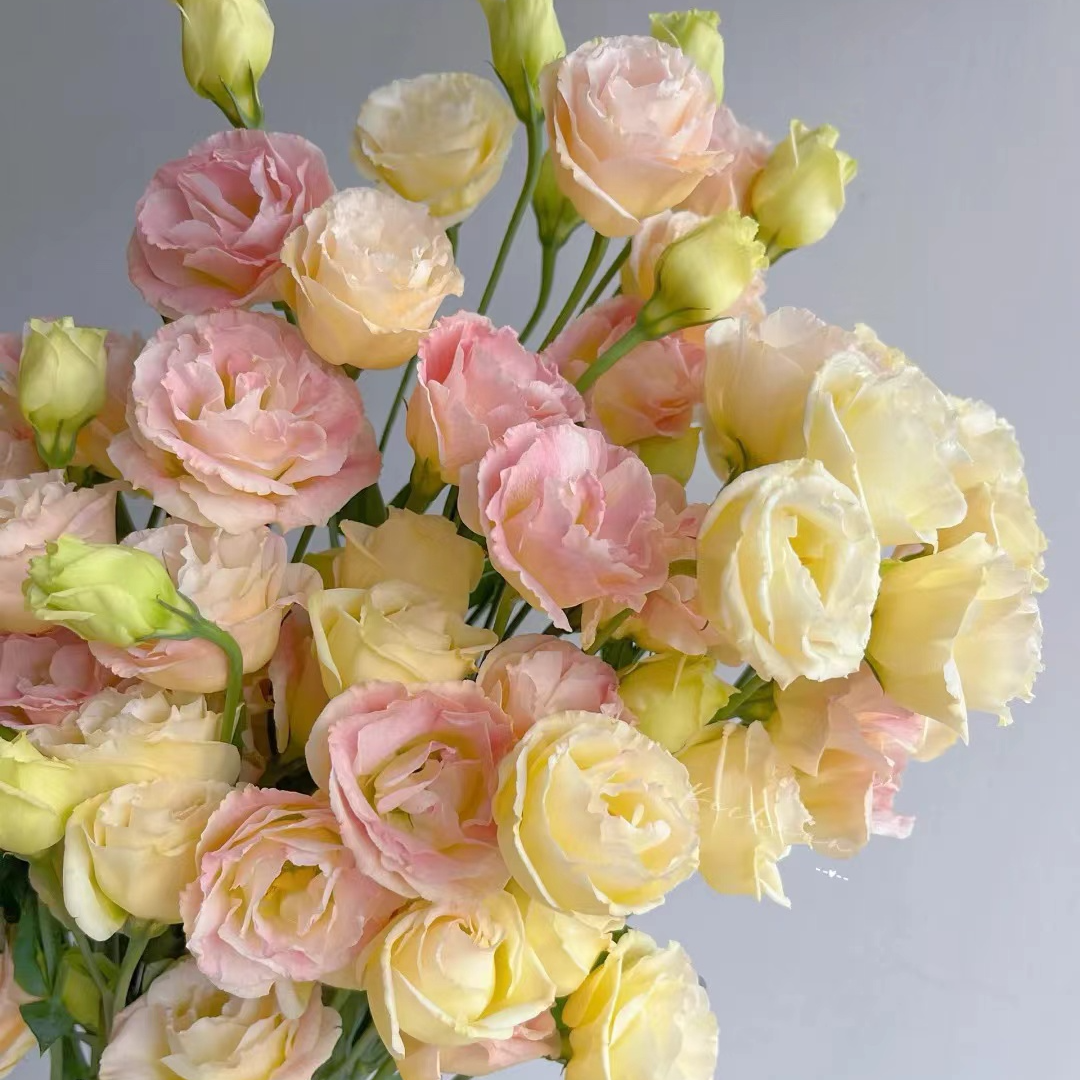 【云裳花园】洋桔梗鲜花云南直发鲜切花--收到货先醒花