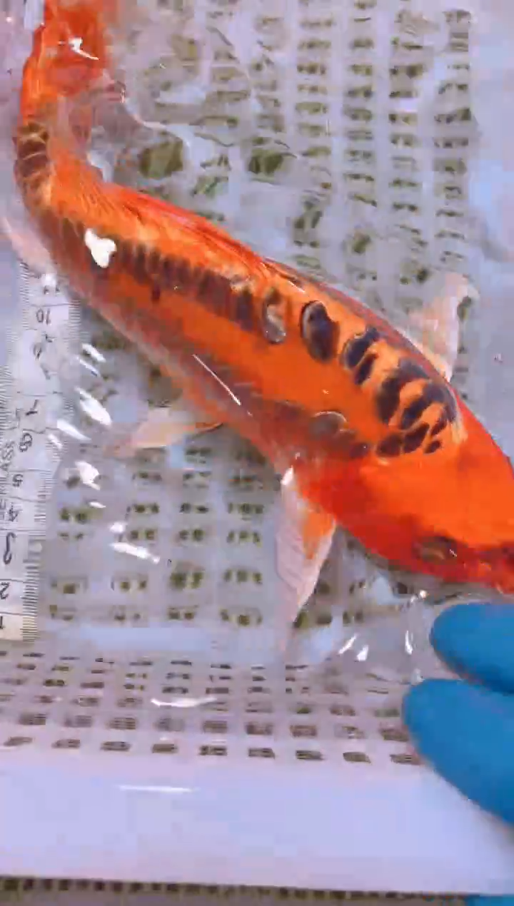 锦鲤冷水观赏鱼全场包邮14