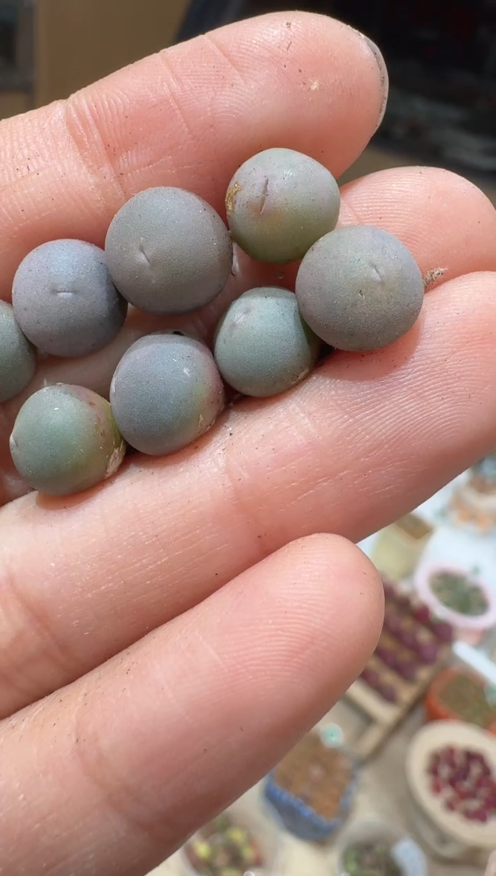 126多肉植物肉锥V嘴一颗