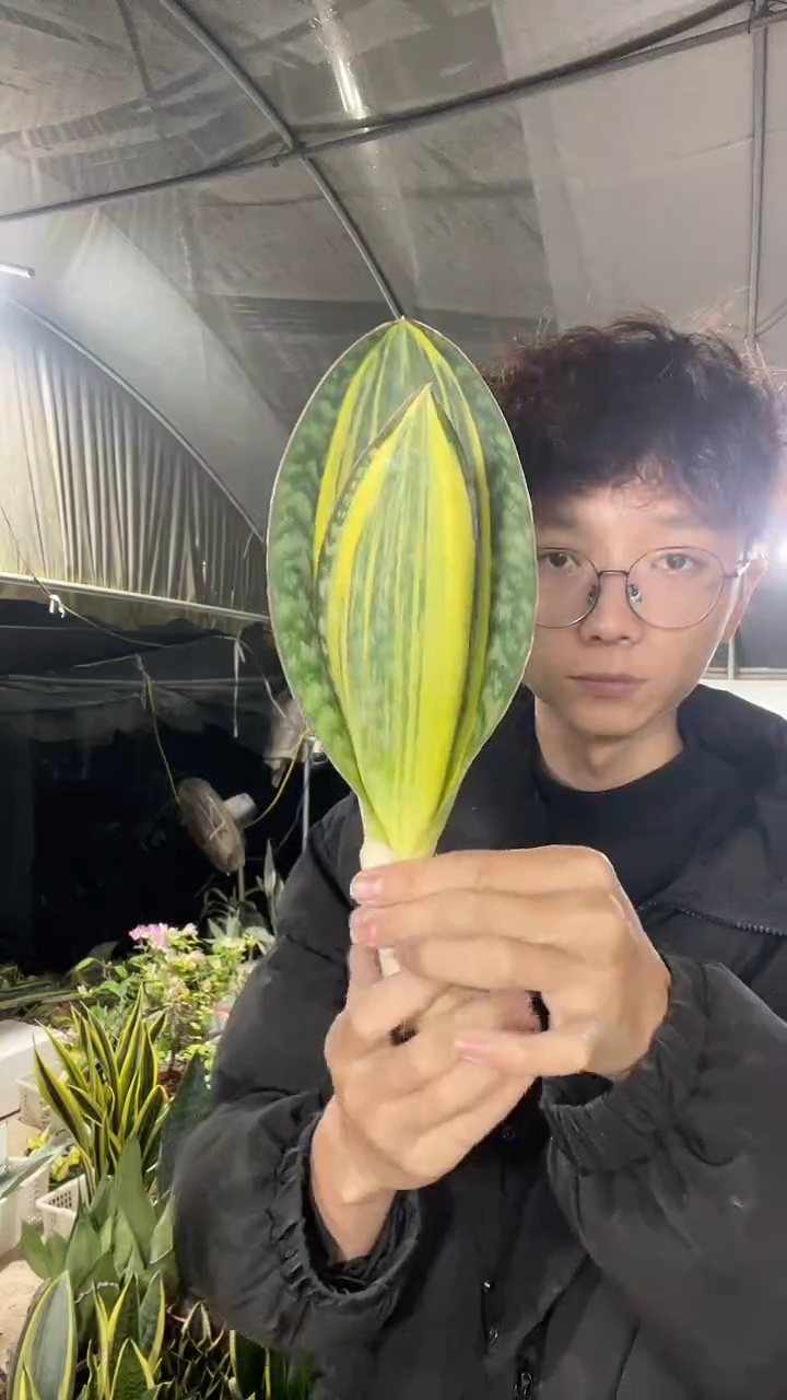 9号黄金宝镜裸根25