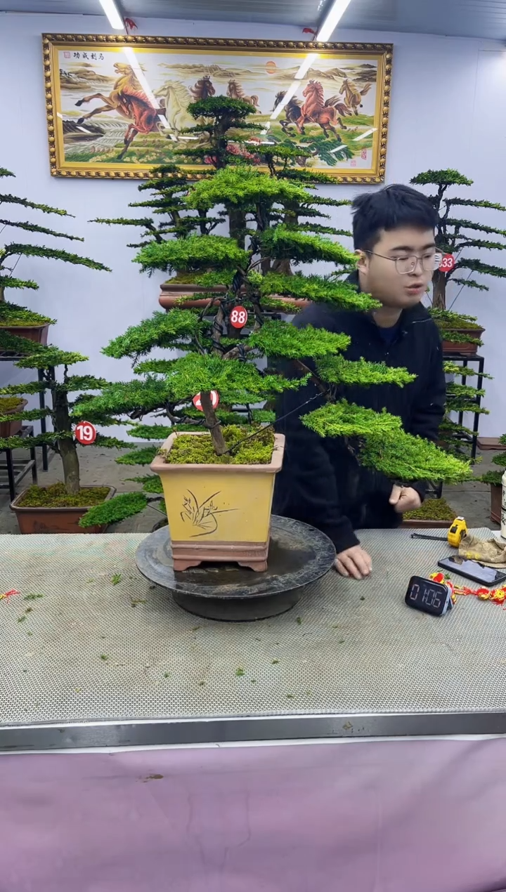 【闪购商品】八斗松/松类活物造型盆景，以直播间截图为啊啊啊