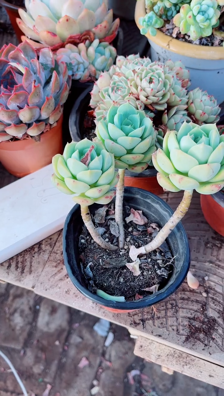 20096多肉植物一物一拍