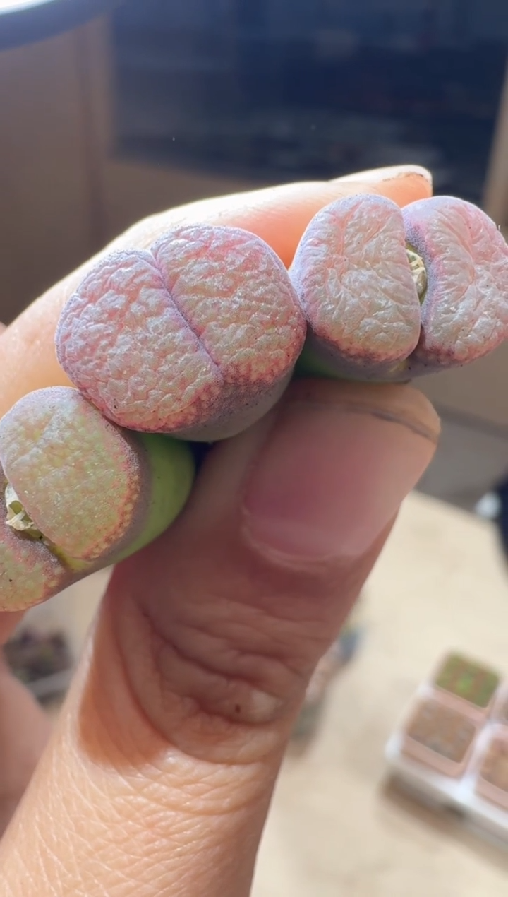44多肉植物肉锥粉雾糖霜风铃一颗