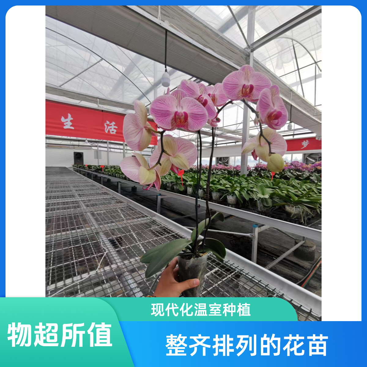 《旋律》带花蝴蝶兰大花真花室内花卉植物 微瑕疵