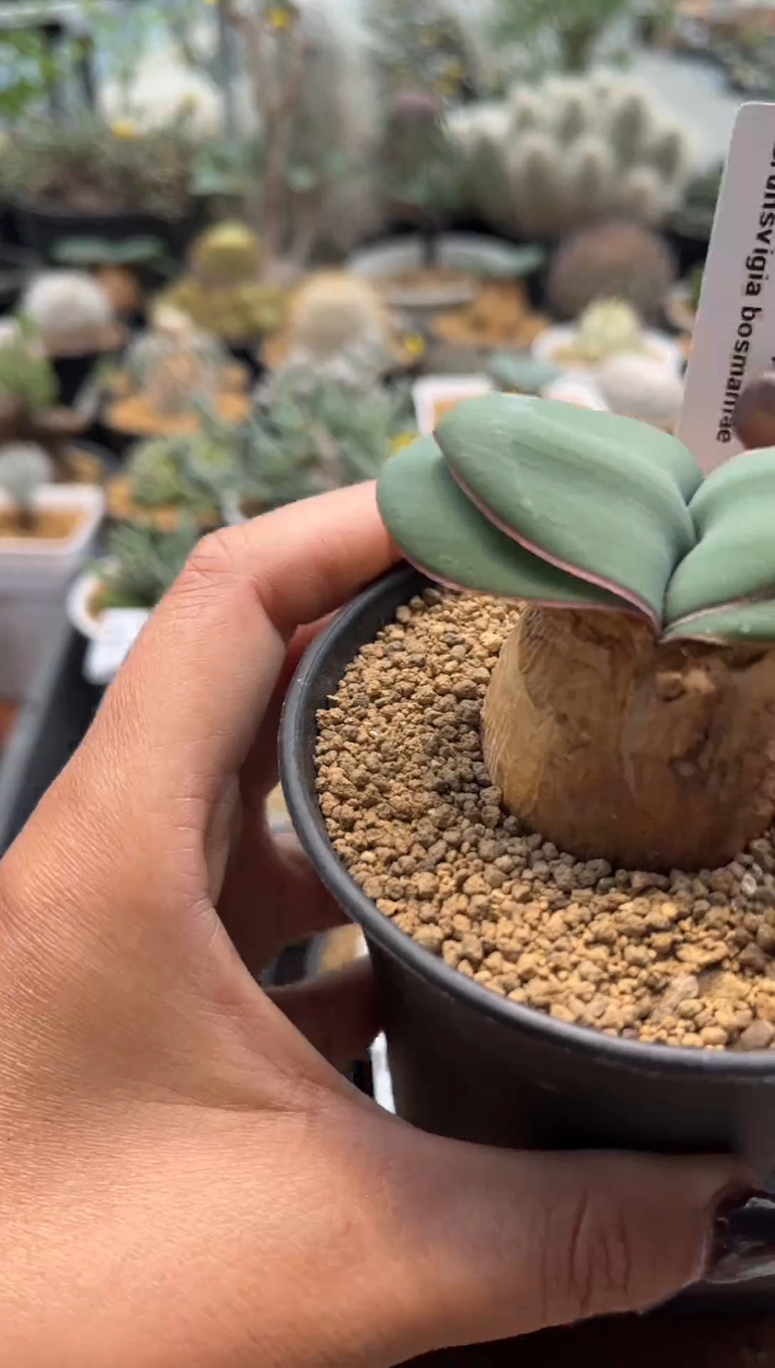 王**子王大妞子专拍大号产地Bb百合