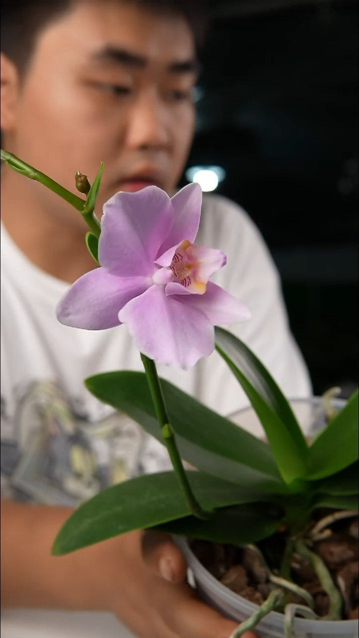 大部分开放少量花苞开播福利  三和新婚宴（4.0）轻微叶瑕