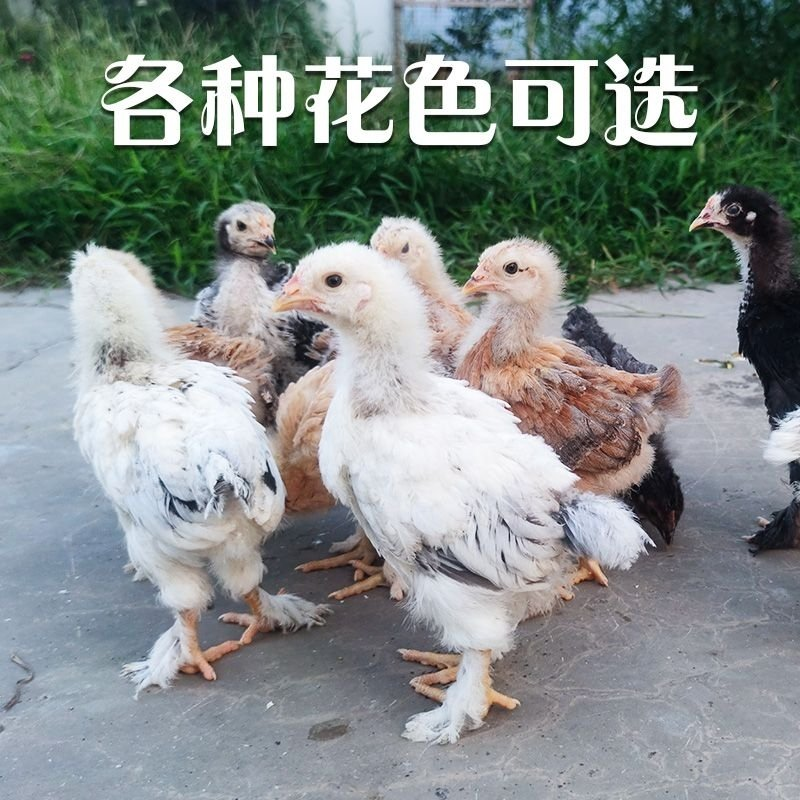 散养鸡 农村散养新鲜 顺丰生鲜