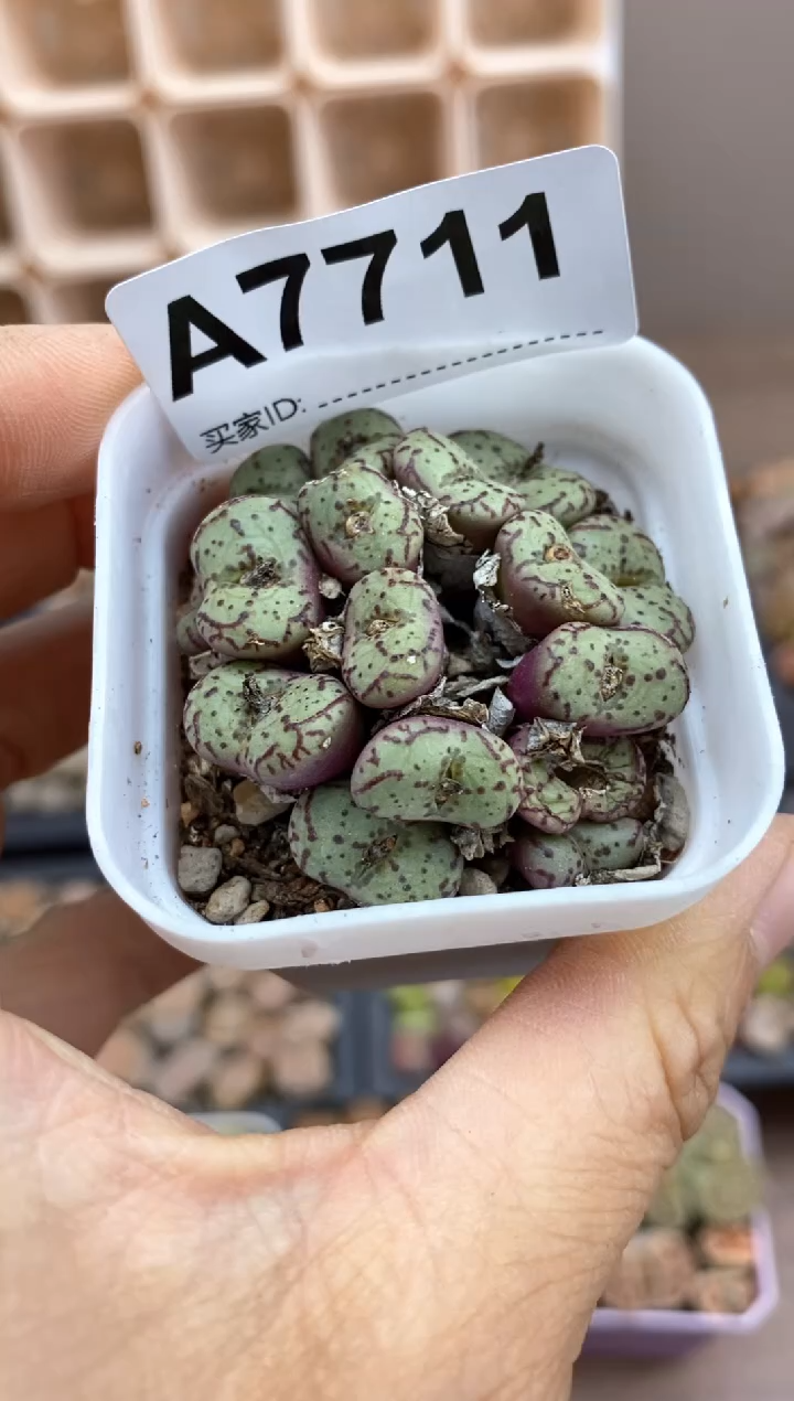 【闪购商品】7711直播一物一拍