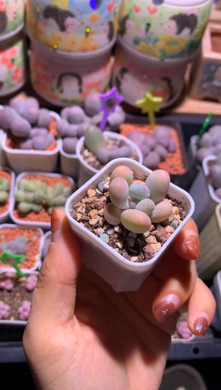 小泡芙奶酪多肉，满28包邮，不满发一个叶片到付