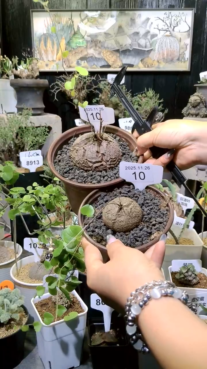 10号1126福利南非龟甲龙买一送一