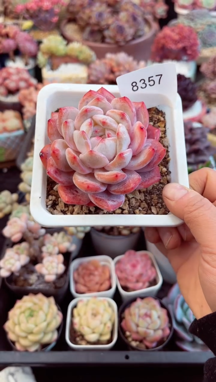 【闪购商品】8357单头橙紫多肉