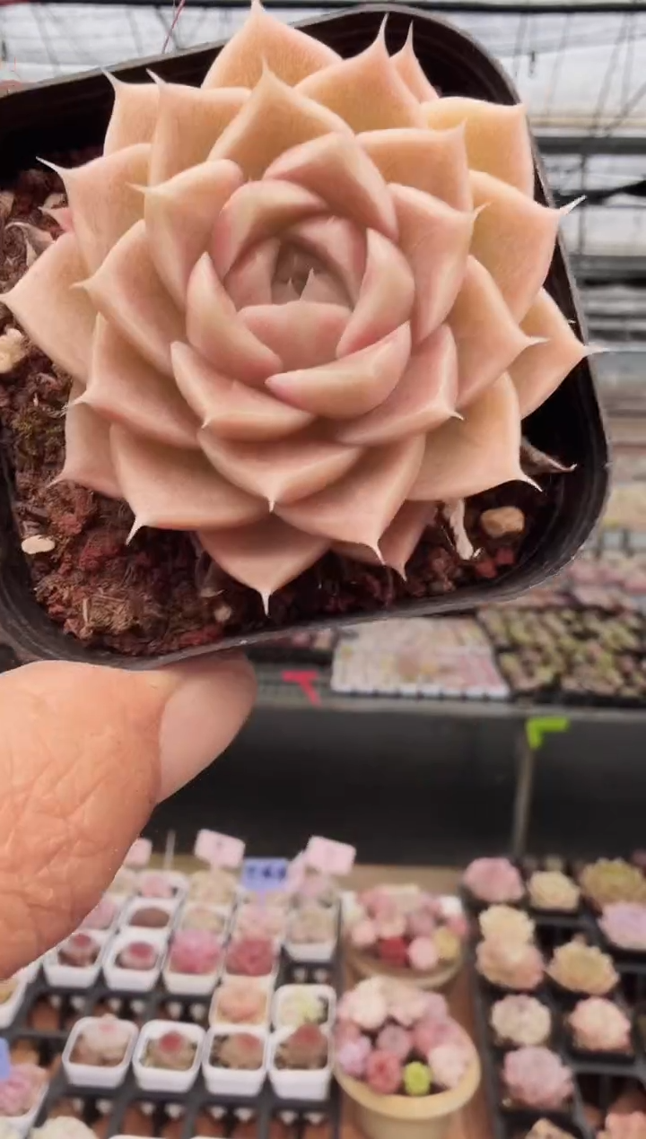 东云多肉园新款-287