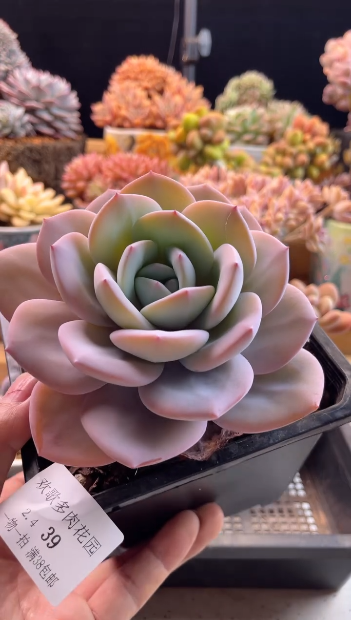 【闪购商品】2.4-39奶茶