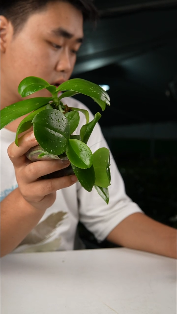 当前无花朵，栽培后可花朵1.7自育盲盒   轻微叶瑕