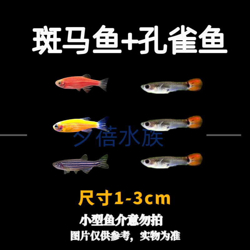 【花色孔雀+三色斑马】【尺寸1-3cm】常温水就可以养不打氧不过滤