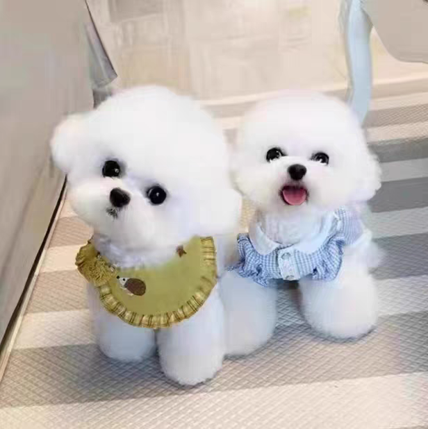 比熊博美柴犬活体狗狗饲养指南