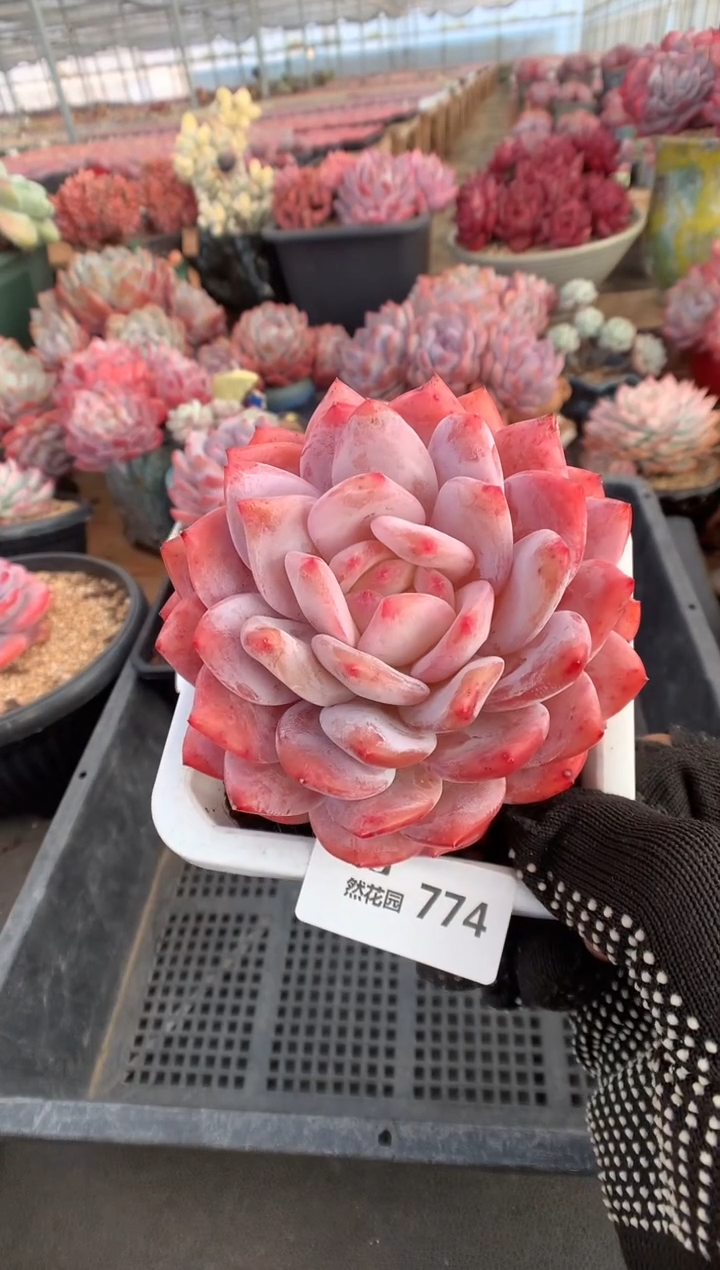 744韩橙多肉植物一物一拍