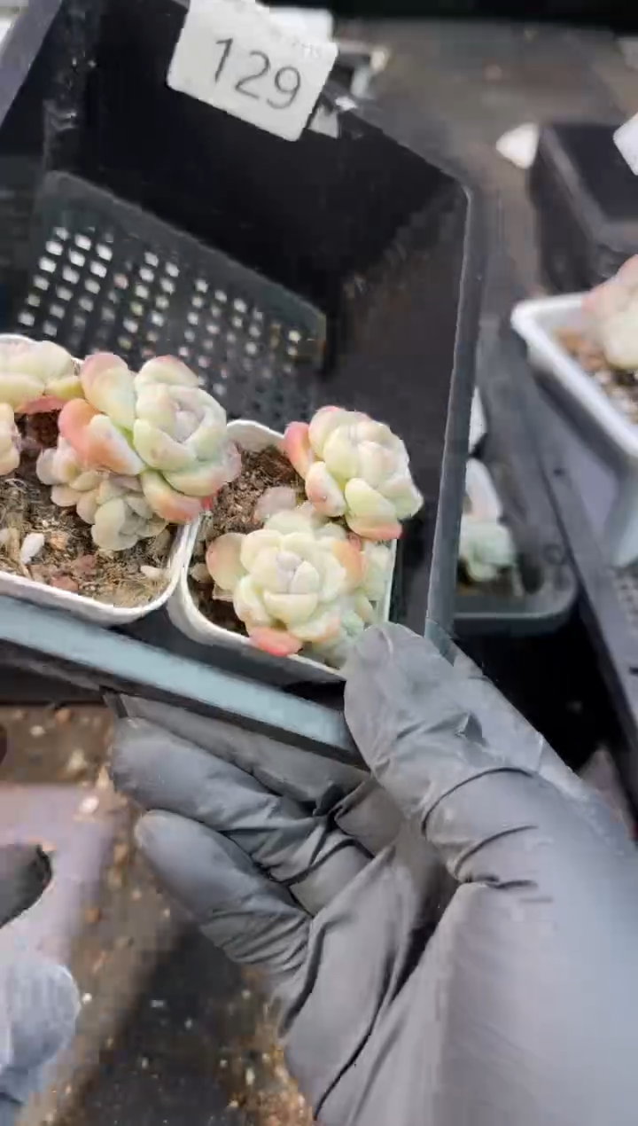 【闪购商品】129号到手1框--江北一物一拍