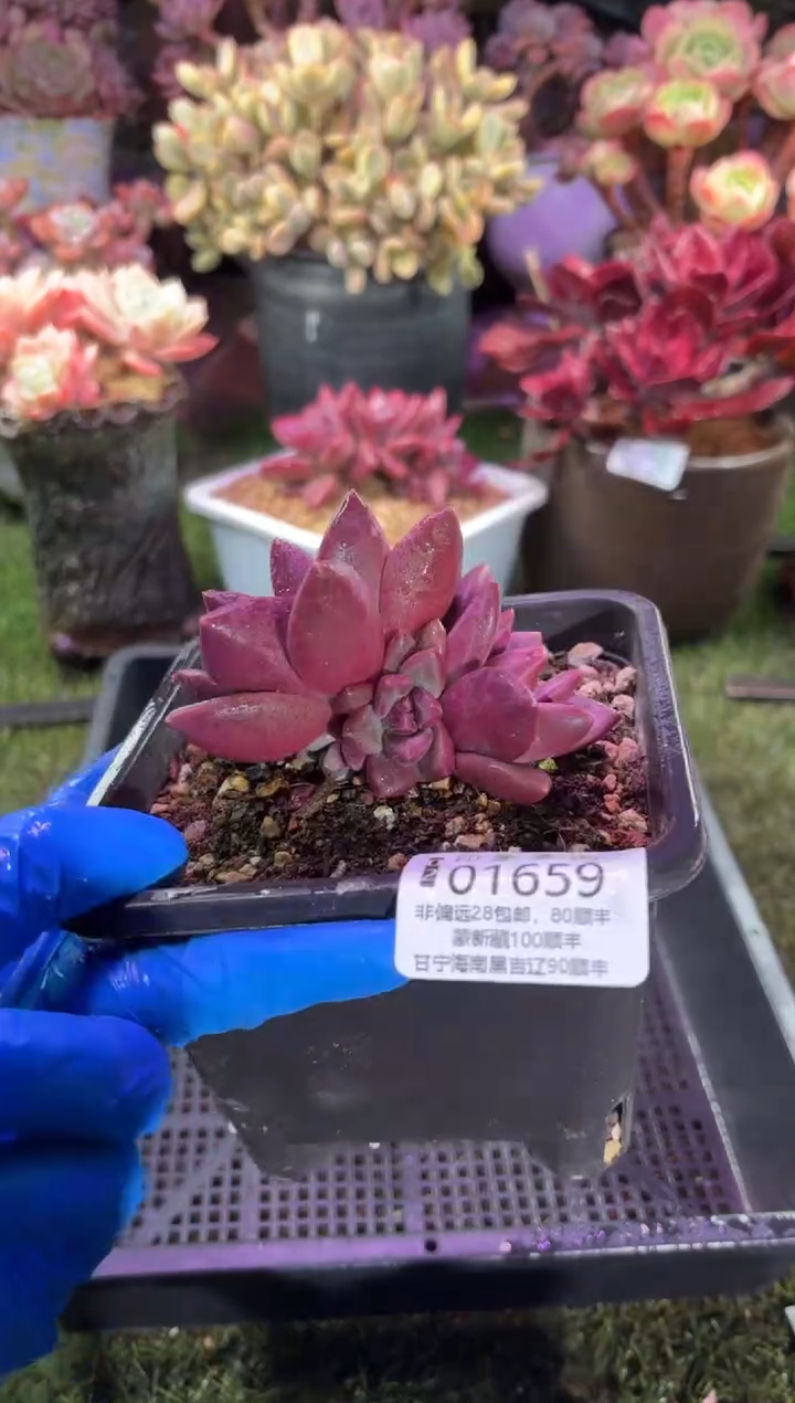 【闪购商品】01659