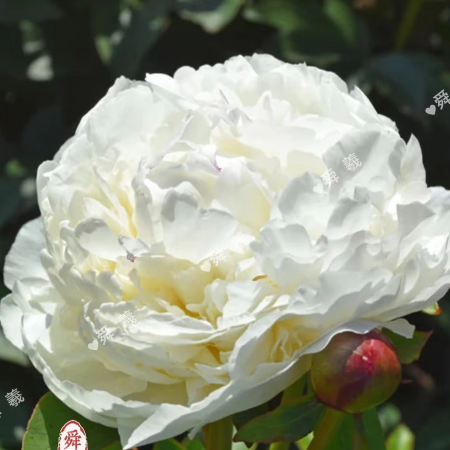 【沃拉】芍药包对版-庭院阳台大花