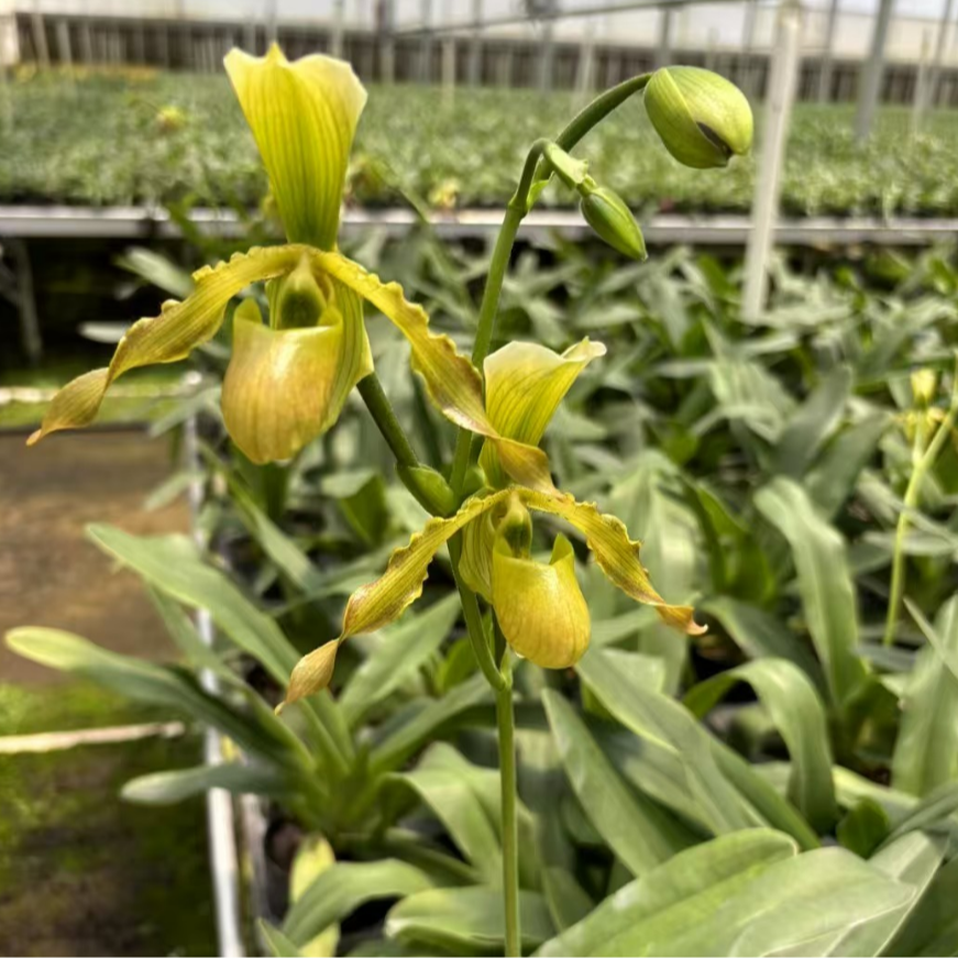 人工种植长瓣x报春兜兰盆栽顺丰包邮植迷不误贵州基地直发