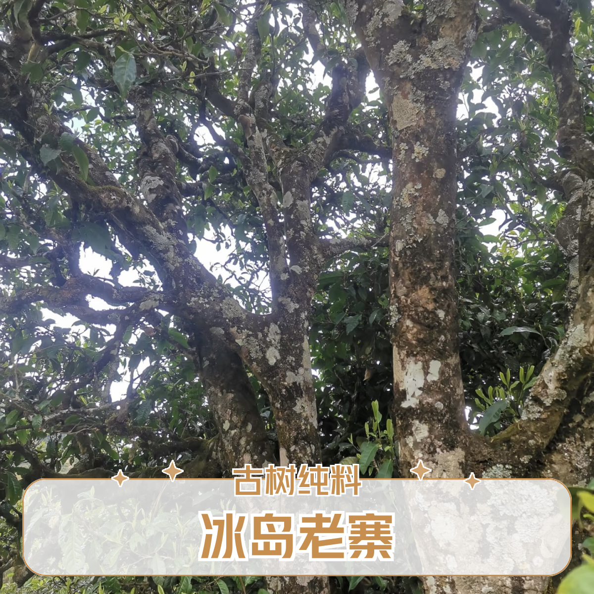 2022年 冰岛老寨 古树头春纯料 普洱生茶散料