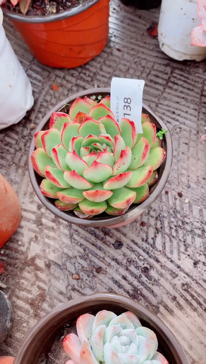 K**i跃跃精品多肉27138