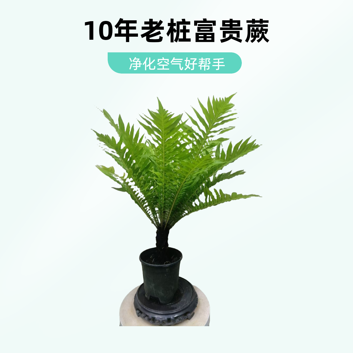 10年老桩富贵蕨观叶类植物净化空气  吸甲醛 四季常青