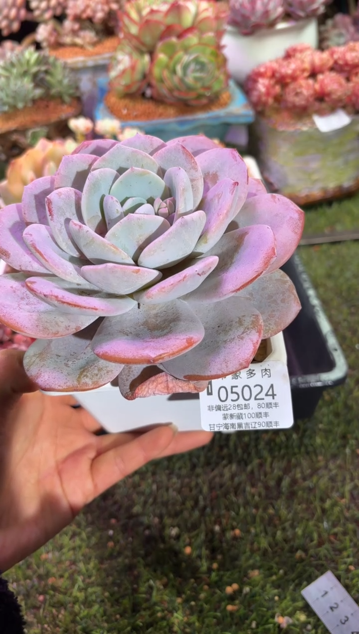 【闪购商品】05024