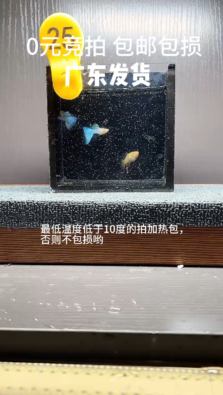 孔雀鱼新加蓝草尾两公一母编号25