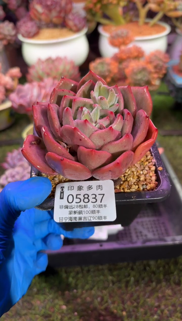 【闪购商品】05837