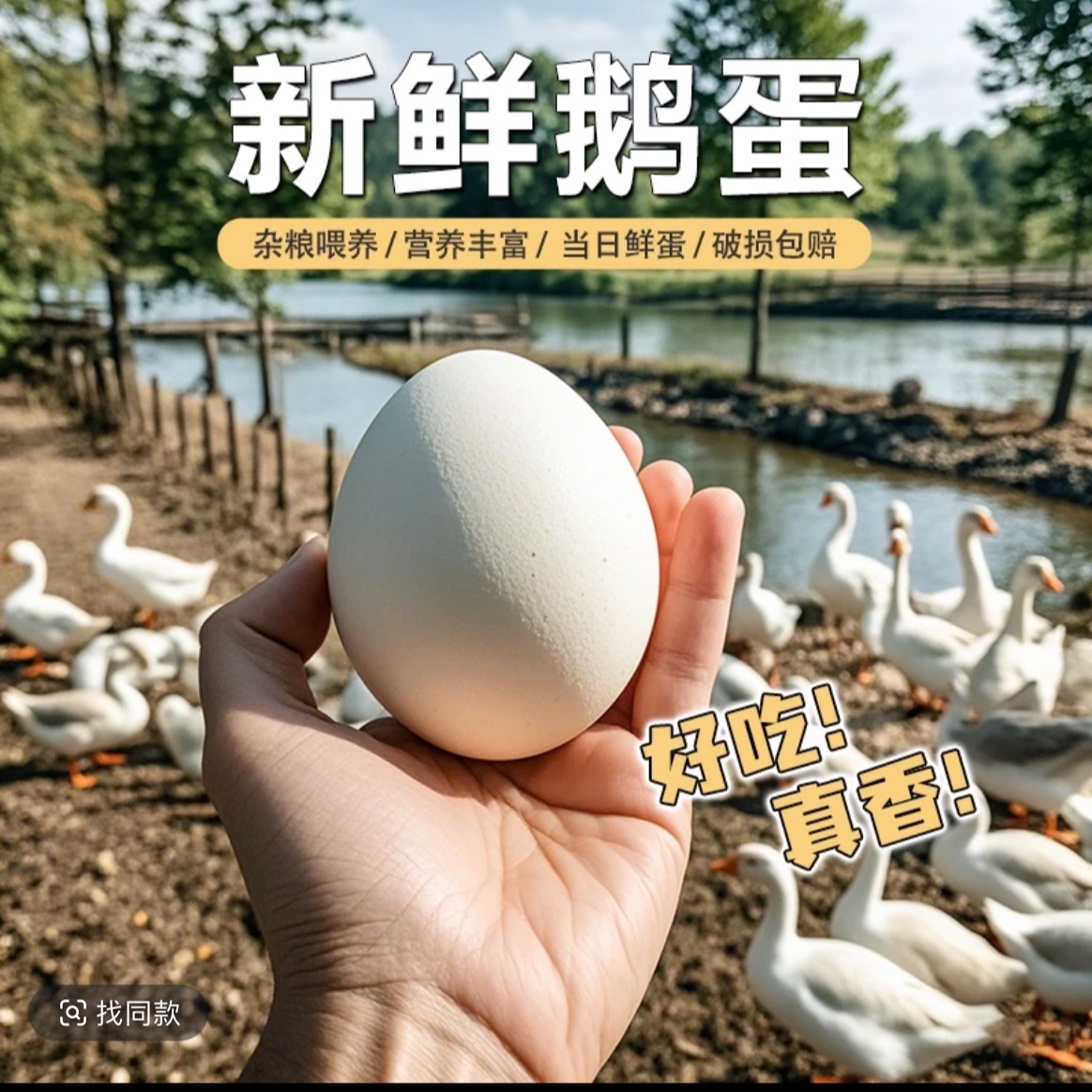 （济宁地区可拍）农家溜达鹅散养鹅蛋12枚