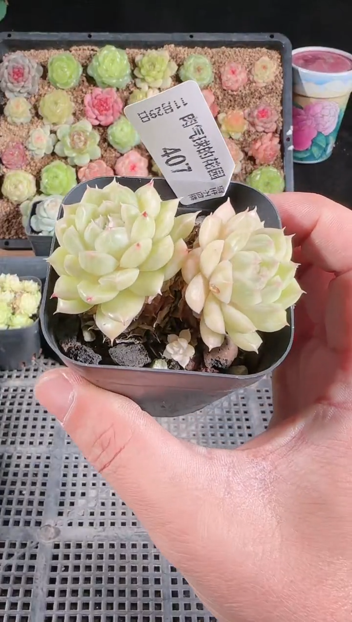 多肉1129-407群生不包整