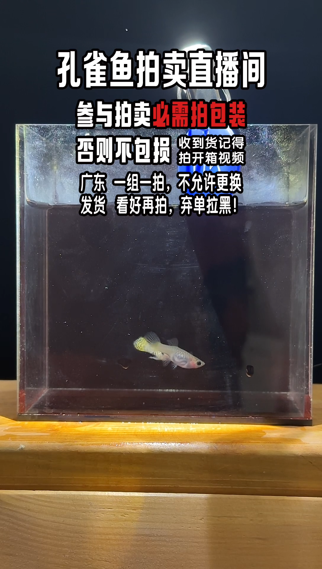 孔雀鱼黄蕾丝玻璃猫1对