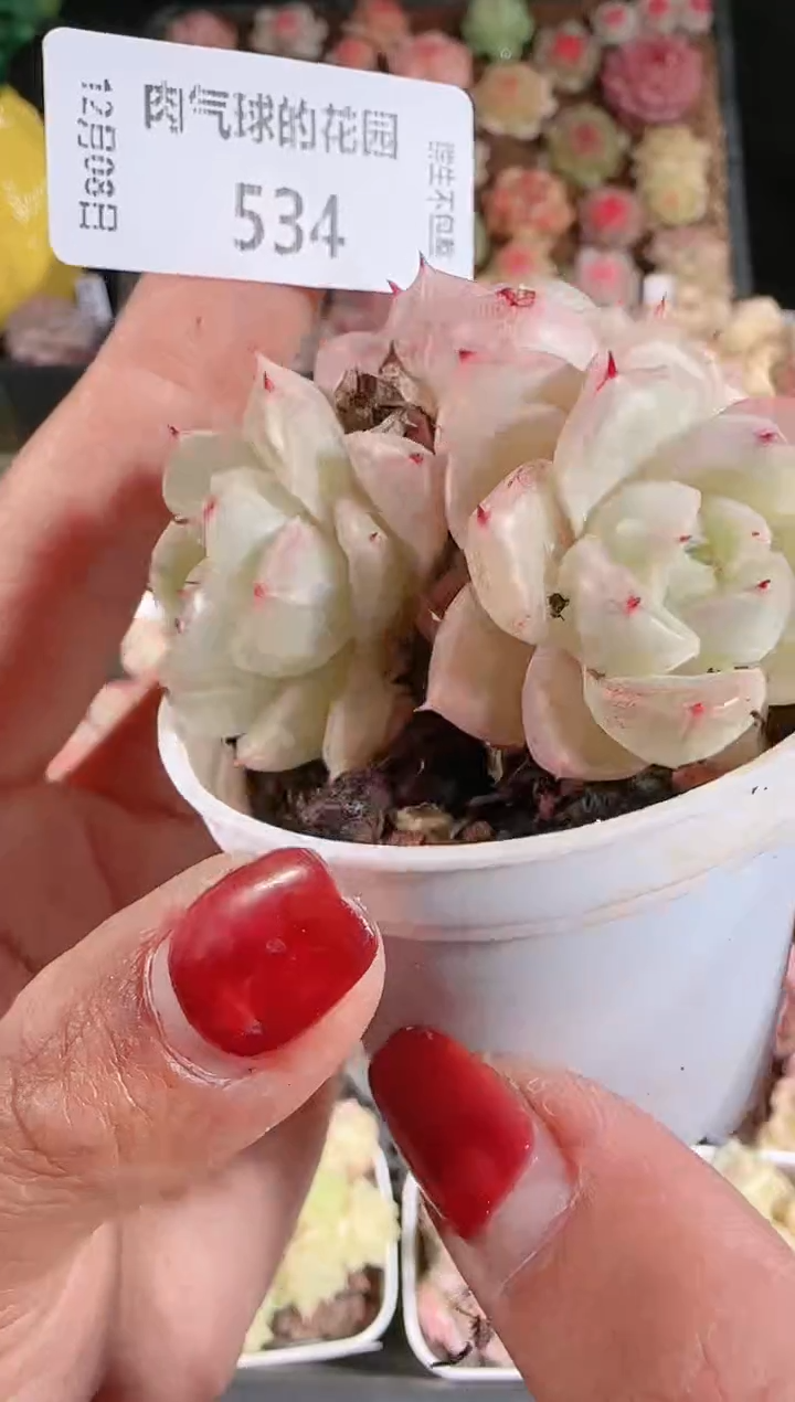 1208-534多肉群生不包整