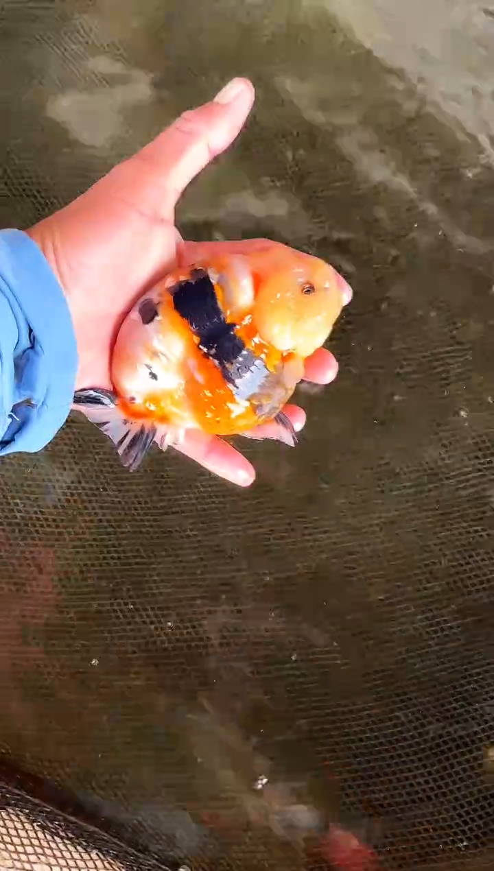 金鱼手****5水娃娃观赏鱼兰寿金鱼  不包邮