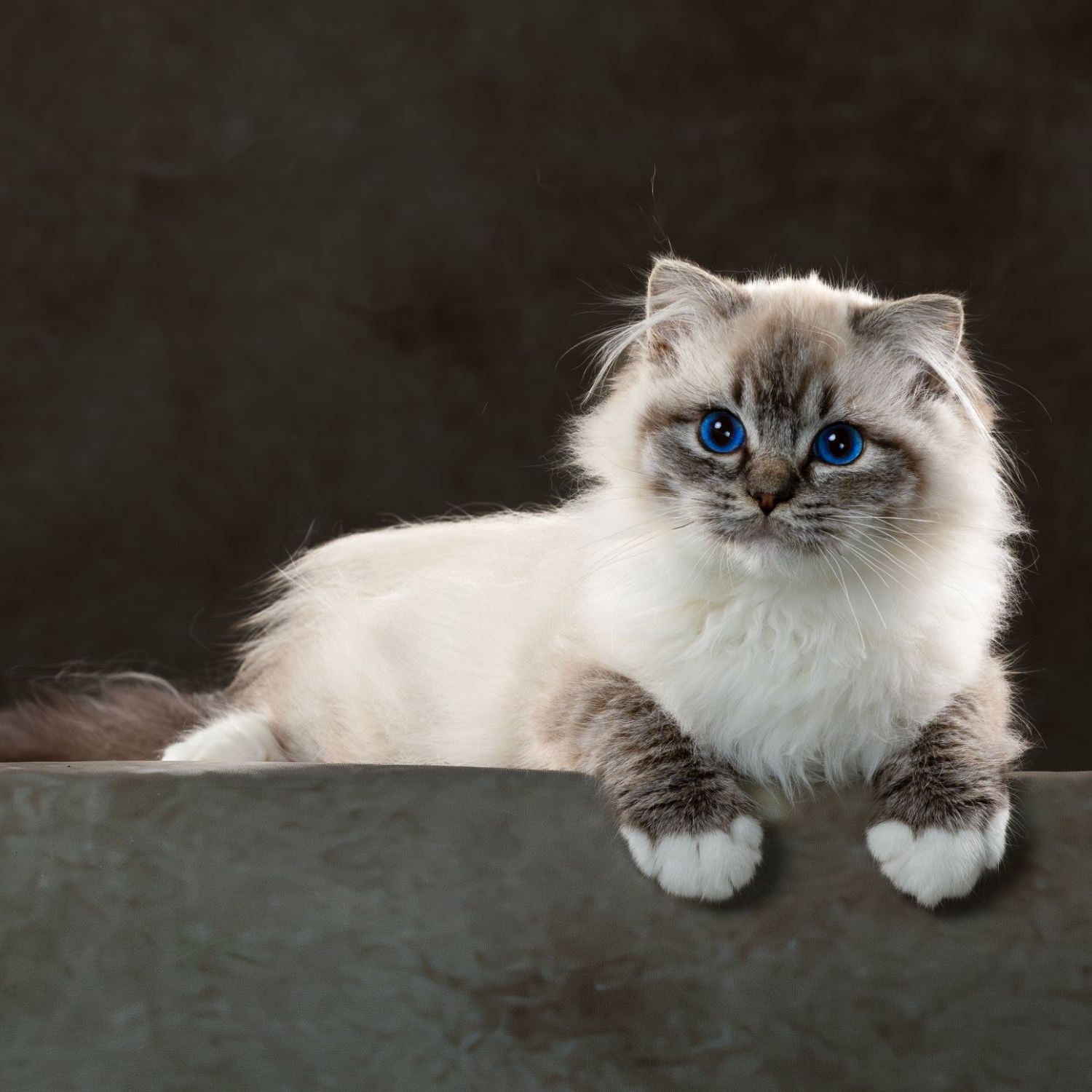 koko萌宠手套色布偶