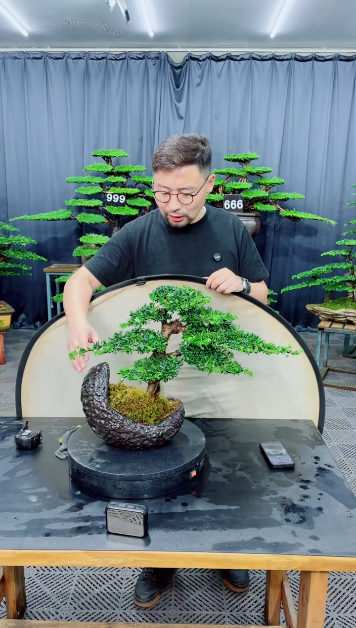无花朵罗汉松盆景....