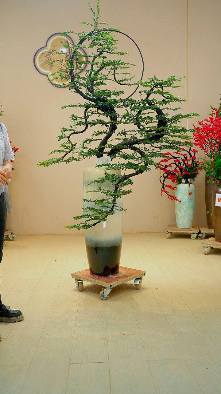 以实际为准小*哥【广东小叶紫檀】落地高端盆景绿植四季常青常绿