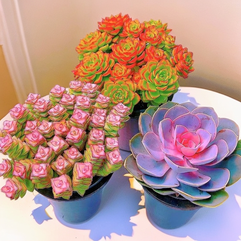 彩虹钱多多+火焰蒂亚+牡丹仙子多肉植物阳台客厅庭院牡丹仙子脱土
