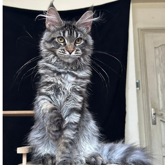 巨型长毛新奇宠物缅因库恩猫通用链接