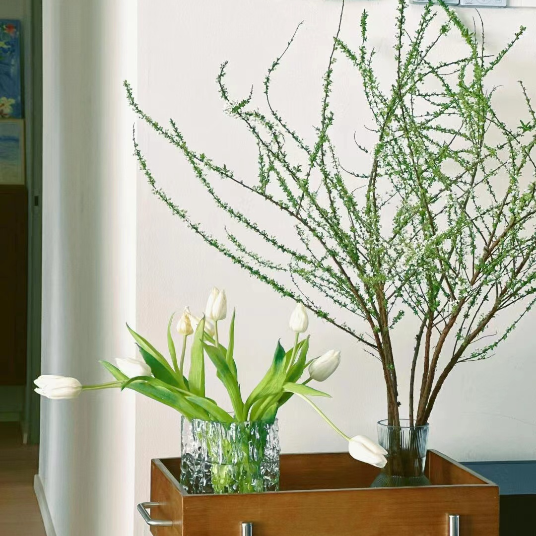 雪柳干枝鲜枝水养插花水培植物鲜花卉室内盆栽带花苞绿植龙柳好活