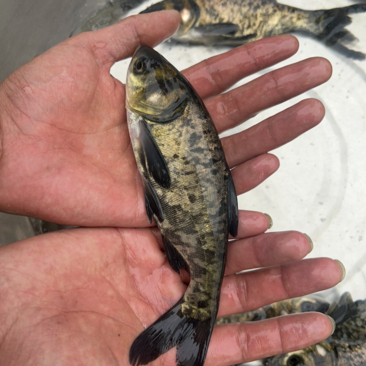花鲢鱼淡水养殖胖头大头观赏鱼水族活体