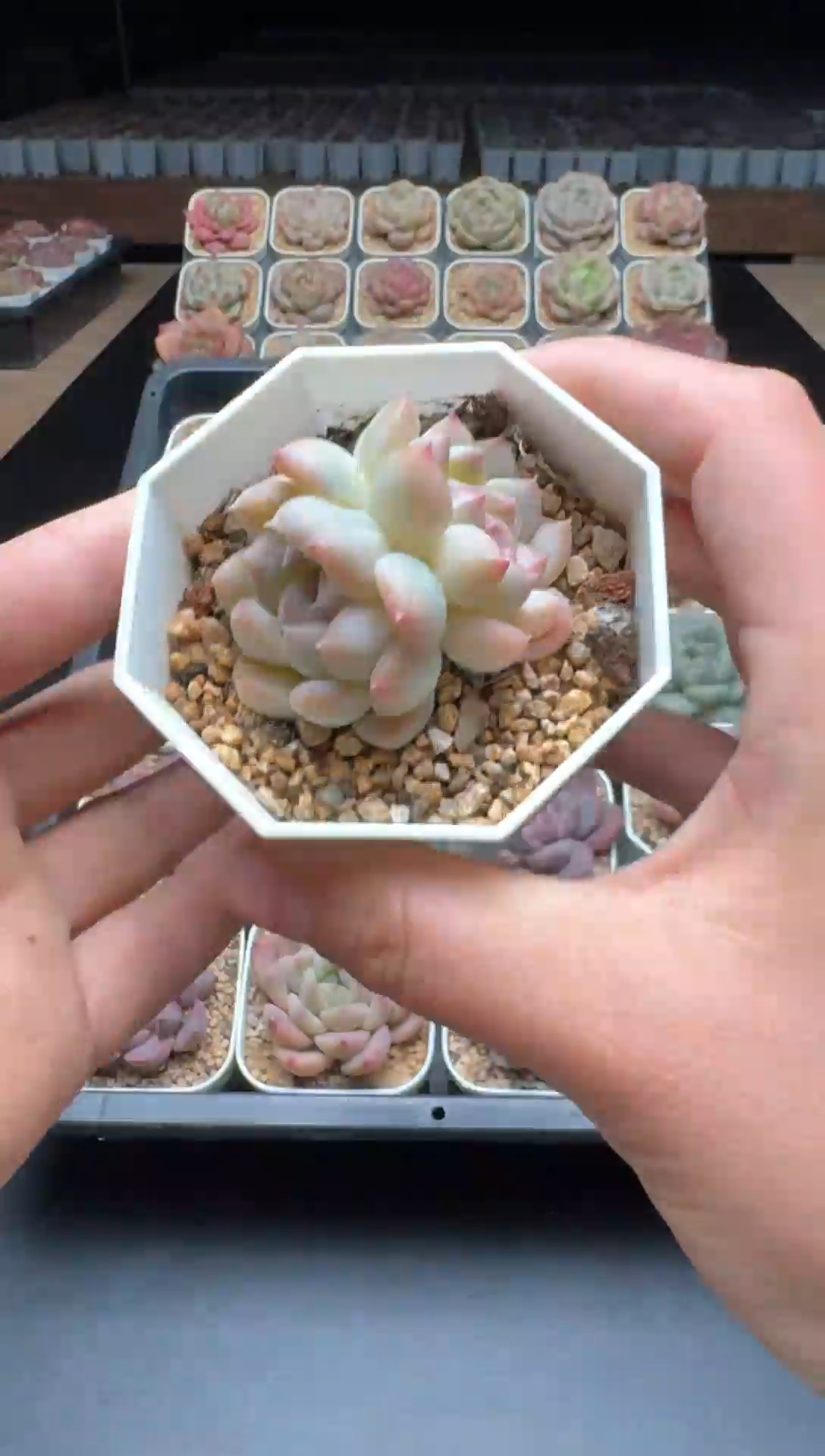 【闪购商品】884号一物一拍珍妮多肉花卉植物3颗起发